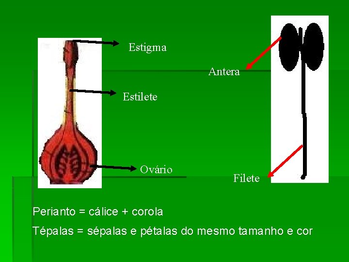 Estigma Antera Estilete Ovário Filete Perianto = cálice + corola Tépalas = sépalas e