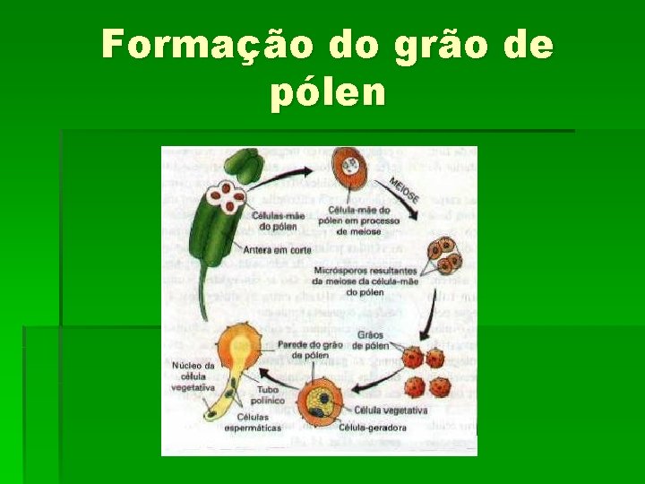Formação do grão de pólen 