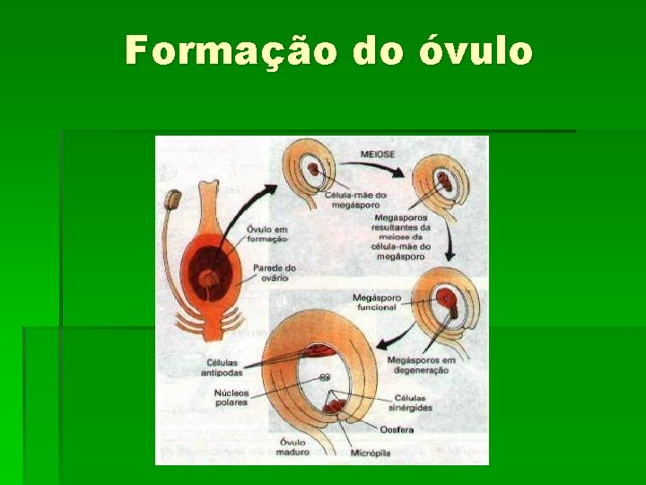 Formação do óvulo 