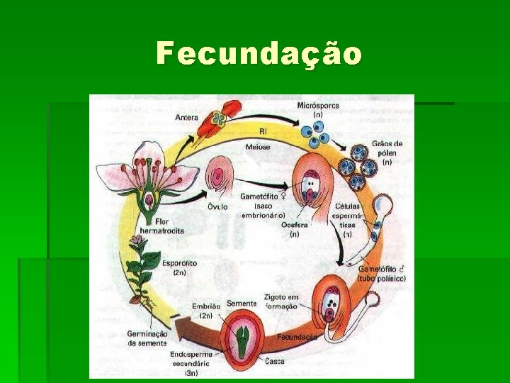 Fecundação 