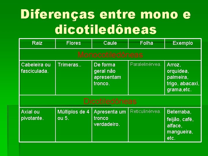 Diferenças entre mono e dicotiledôneas Raiz Flores Caule Folha Exemplo Monocotiledôneas Cabeleira ou fasciculada.