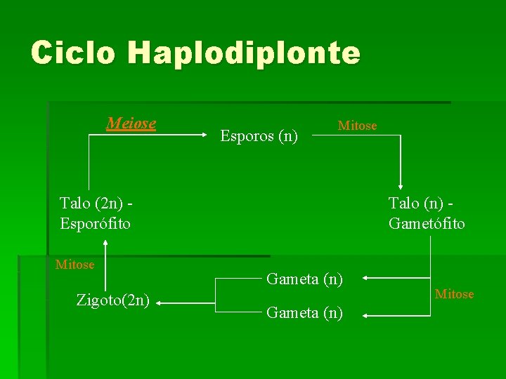 Ciclo Haplodiplonte Meiose Esporos (n) Mitose Talo (2 n) Esporófito Mitose Zigoto(2 n) Talo