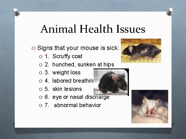 Animal Health Issues O Signs that your mouse is sick: O 1. Scruffy coat