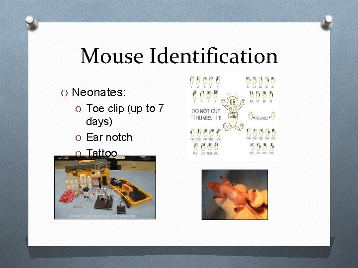 Mouse Identification O Neonates: O Toe clip (up to 7 days) O Ear notch Mouse Identification O Neonates: O Toe clip (up to 7 days) O Ear notch
