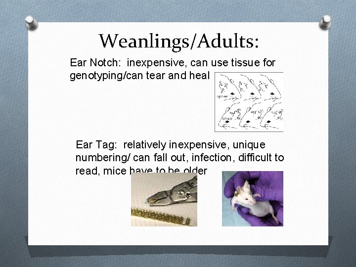 Weanlings/Adults: Ear Notch: inexpensive, can use tissue for genotyping/can tear and heal Ear Tag: