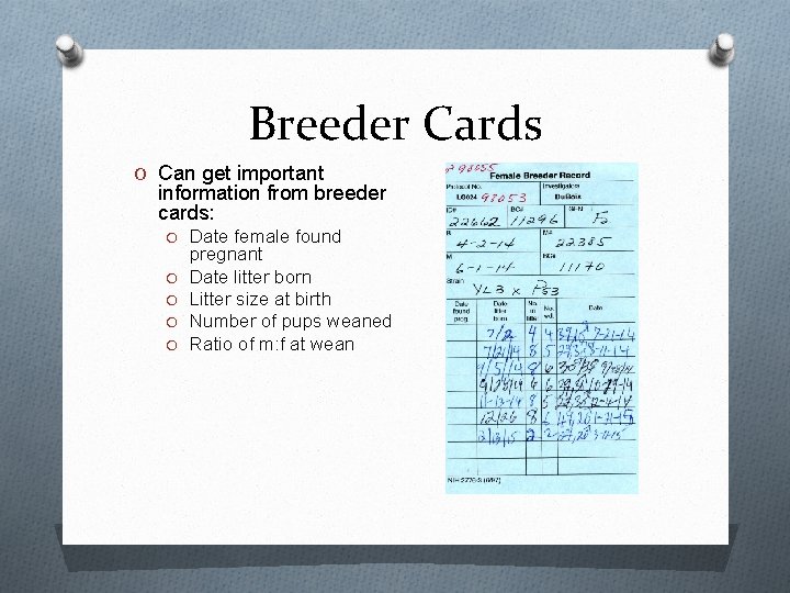 Breeder Cards O Can get important information from breeder cards: O Date female found Breeder Cards O Can get important information from breeder cards: O Date female found