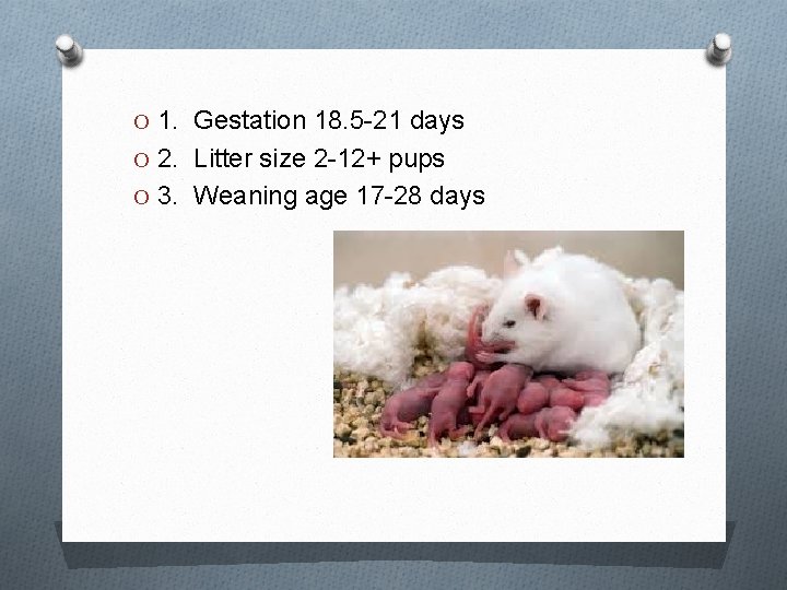 O 1. Gestation 18. 5 -21 days O 2. Litter size 2 -12+ pups O 1. Gestation 18. 5 -21 days O 2. Litter size 2 -12+ pups