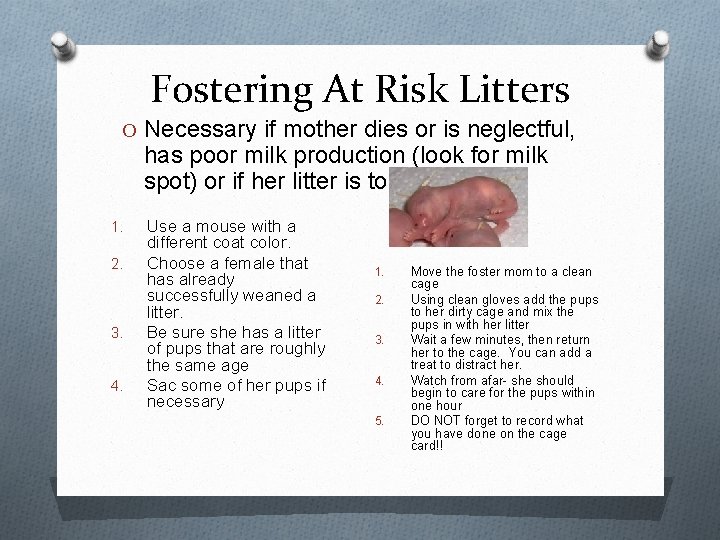 Fostering At Risk Litters O Necessary if mother dies or is neglectful, has poor