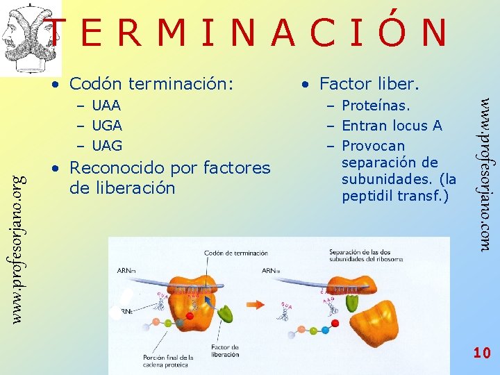 TERMINACIÓN • Codón terminación: www. profesorjano. org • Reconocido por factores de liberación – TERMINACIÓN • Codón terminación: www. profesorjano. org • Reconocido por factores de liberación –