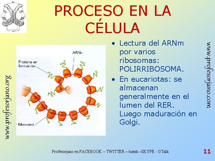 • Lectura del ARNm por varios ribosomas: POLIRRIBOSOMA. • En eucariotas: se almacenan • Lectura del ARNm por varios ribosomas: POLIRRIBOSOMA. • En eucariotas: se almacenan
