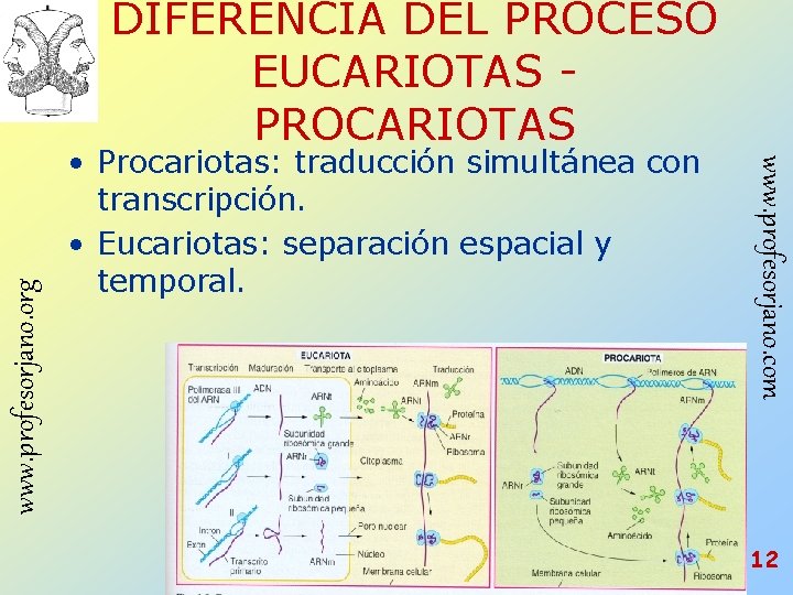 • Procariotas: traducción simultánea con transcripción. • Eucariotas: separación espacial y temporal. Profesorjano • Procariotas: traducción simultánea con transcripción. • Eucariotas: separación espacial y temporal. Profesorjano