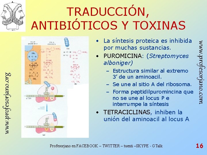 TRADUCCIÓN, ANTIBIÓTICOS Y TOXINAS www. profesorjano. org – Estructura similar al extremo 3’ de TRADUCCIÓN, ANTIBIÓTICOS Y TOXINAS www. profesorjano. org – Estructura similar al extremo 3’ de