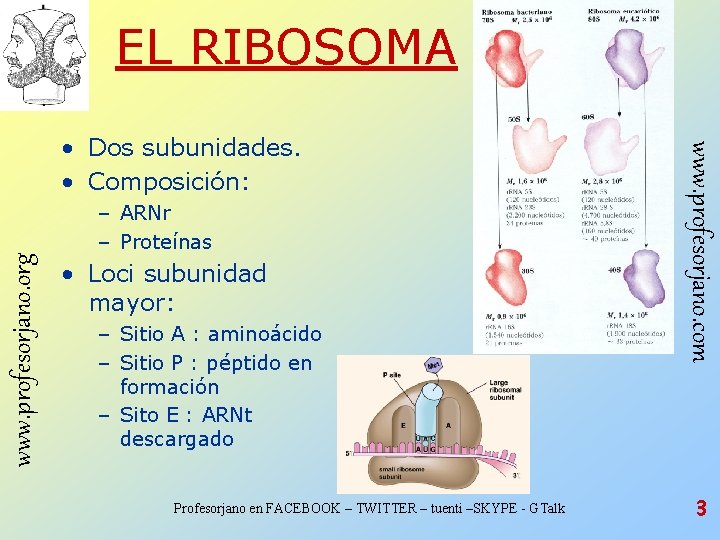 EL RIBOSOMA www. profesorjano. org – ARNr – Proteínas • Loci subunidad mayor: – EL RIBOSOMA www. profesorjano. org – ARNr – Proteínas • Loci subunidad mayor: –