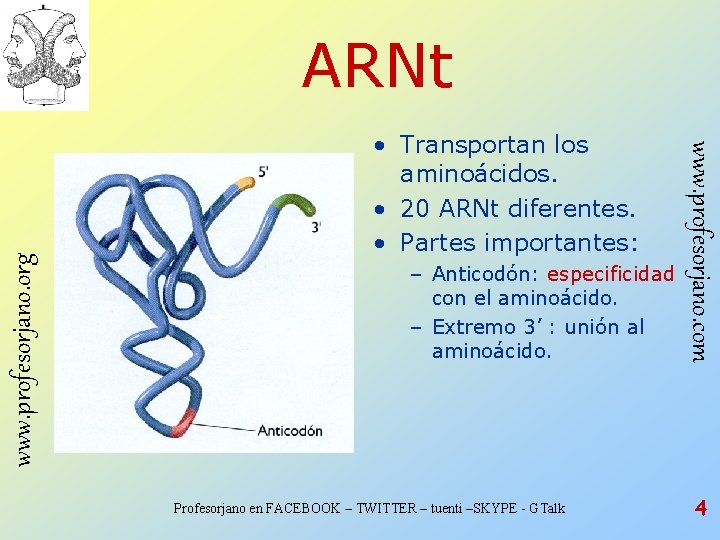 • Transportan los aminoácidos. • 20 ARNt diferentes. • Partes importantes: – Anticodón: • Transportan los aminoácidos. • 20 ARNt diferentes. • Partes importantes: – Anticodón: