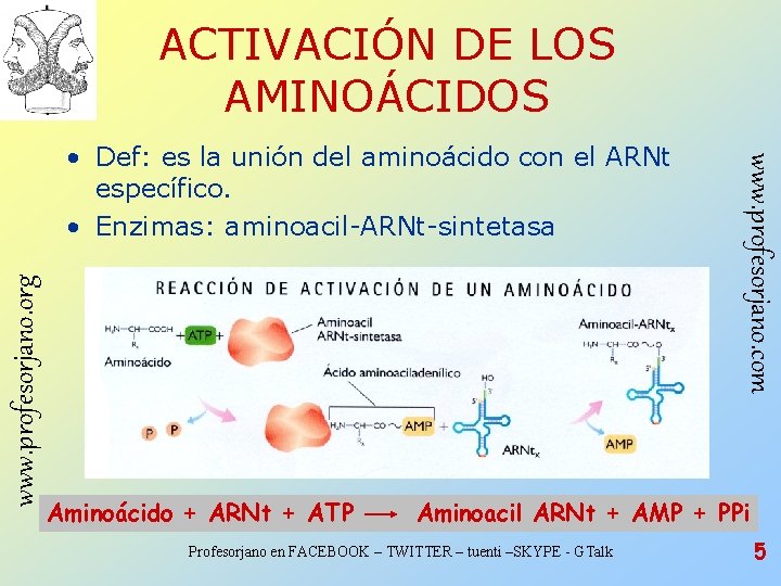 ACTIVACIÓN DE LOS AMINOÁCIDOS www. profesorjano. org Aminoácido + ARNt + ATP www. profesorjano. ACTIVACIÓN DE LOS AMINOÁCIDOS www. profesorjano. org Aminoácido + ARNt + ATP www. profesorjano.