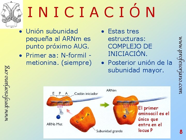 • Unión subunidad pequeña al ARNm es punto próximo AUG. • Primer aa: • Unión subunidad pequeña al ARNm es punto próximo AUG. • Primer aa: