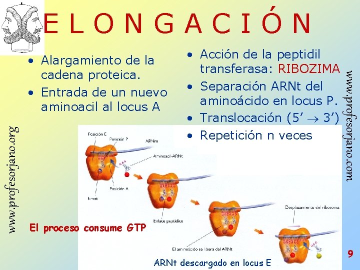 ELONGACIÓN www. profesorjano. org • Acción de la peptidil transferasa: RIBOZIMA • Separación ARNt ELONGACIÓN www. profesorjano. org • Acción de la peptidil transferasa: RIBOZIMA • Separación ARNt