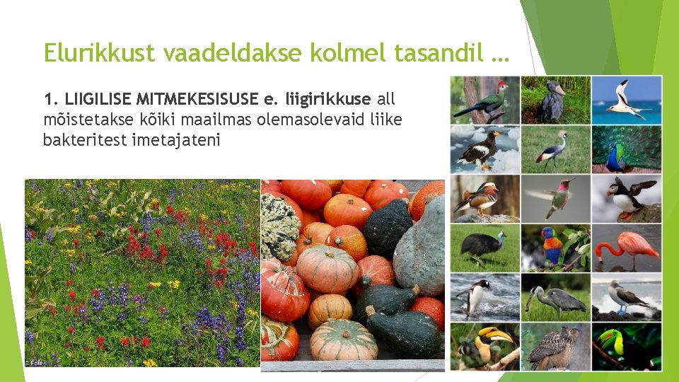 Elurikkust vaadeldakse kolmel tasandil … 1. LIIGILISE MITMEKESISUSE e. liigirikkuse all mõistetakse kõiki maailmas Elurikkust vaadeldakse kolmel tasandil … 1. LIIGILISE MITMEKESISUSE e. liigirikkuse all mõistetakse kõiki maailmas