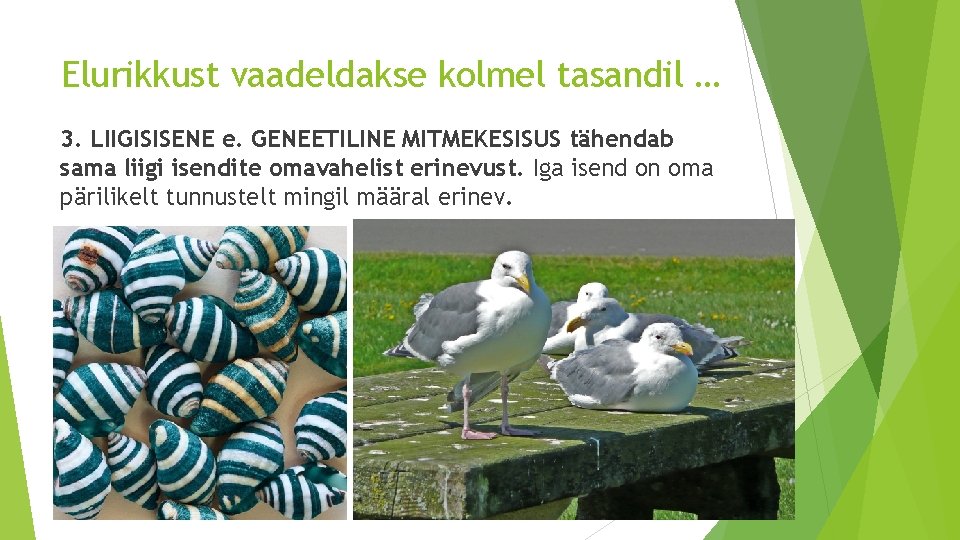 Elurikkust vaadeldakse kolmel tasandil … 3. LIIGISISENE e. GENEETILINE MITMEKESISUS tähendab sama liigi isendite Elurikkust vaadeldakse kolmel tasandil … 3. LIIGISISENE e. GENEETILINE MITMEKESISUS tähendab sama liigi isendite