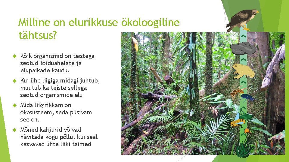 Milline on elurikkuse ökoloogiline tähtsus? Kõik organismid on teistega seotud toiduahelate ja elupaikade kaudu. Milline on elurikkuse ökoloogiline tähtsus? Kõik organismid on teistega seotud toiduahelate ja elupaikade kaudu.