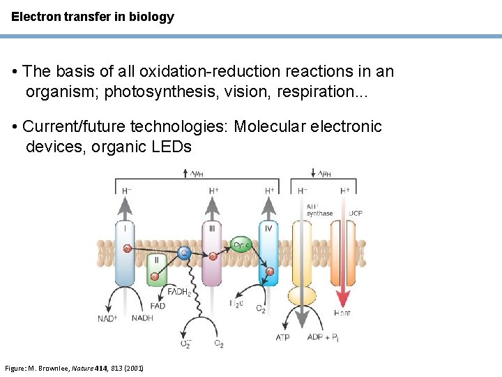 Electron transfer in biology • The basis of all oxidation-reduction reactions in an organism;
