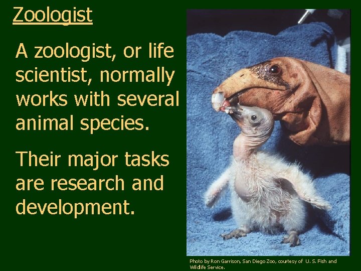 Zoologist A zoologist, or life scientist, normally works with several animal species. Their major