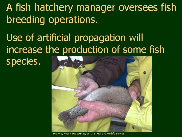 A fish hatchery manager oversees fish breeding operations. Use of artificial propagation will increase