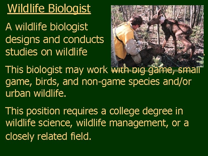 Wildlife Biologist A wildlife biologist designs and conducts studies on wildlife resources. This biologist