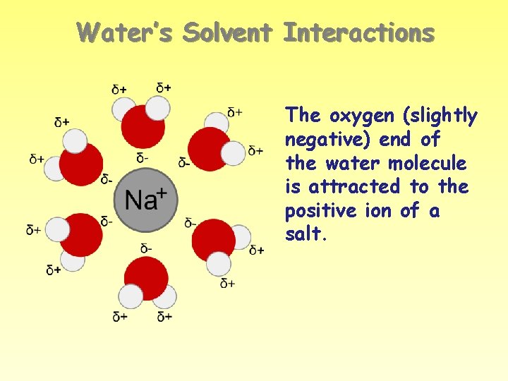 Water’s Solvent Interactions The oxygen (slightly negative) end of the water molecule is attracted