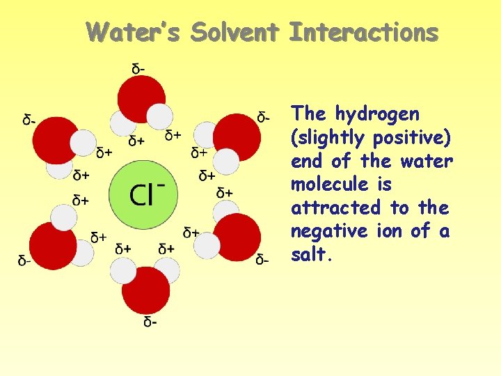 Water’s Solvent Interactions The hydrogen (slightly positive) end of the water molecule is attracted