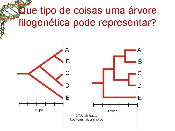 Que tipo de coisas uma árvore filogenética pode representar? A A B B C