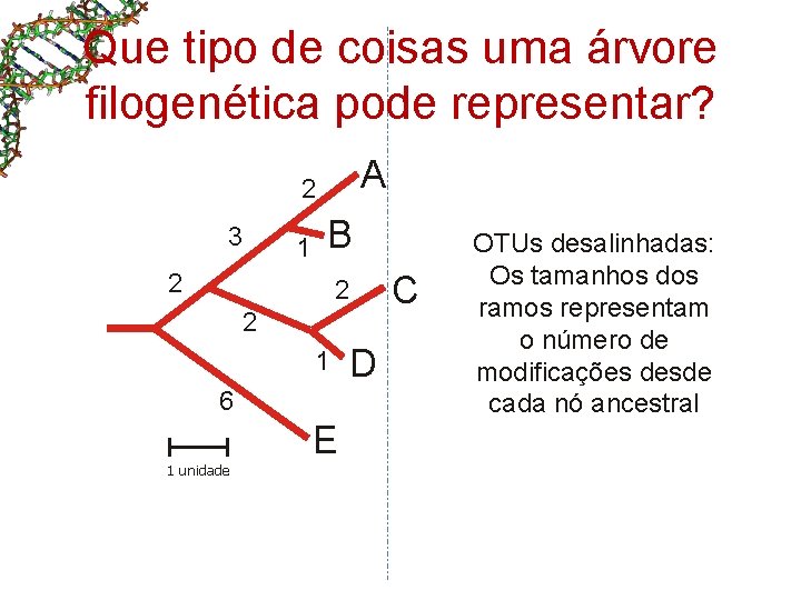 Que tipo de coisas uma árvore filogenética pode representar? A 2 3 1 B