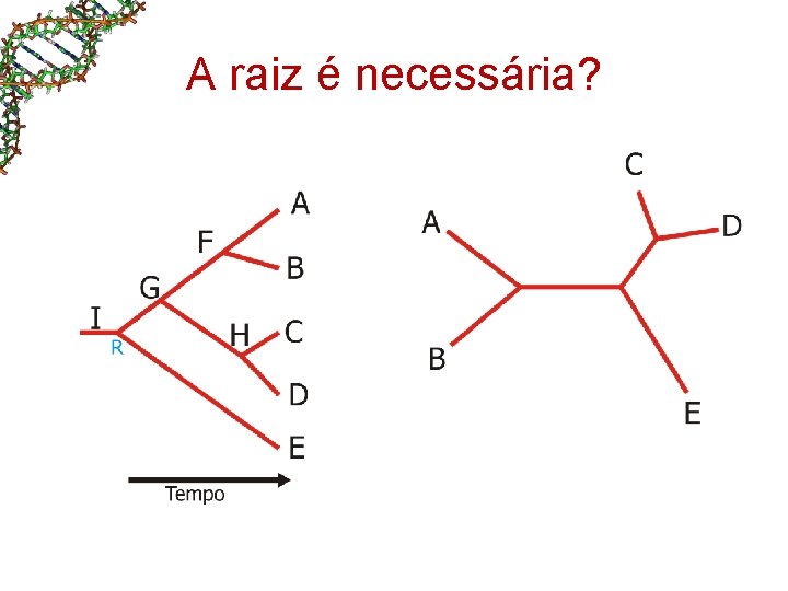 A raiz é necessária? 