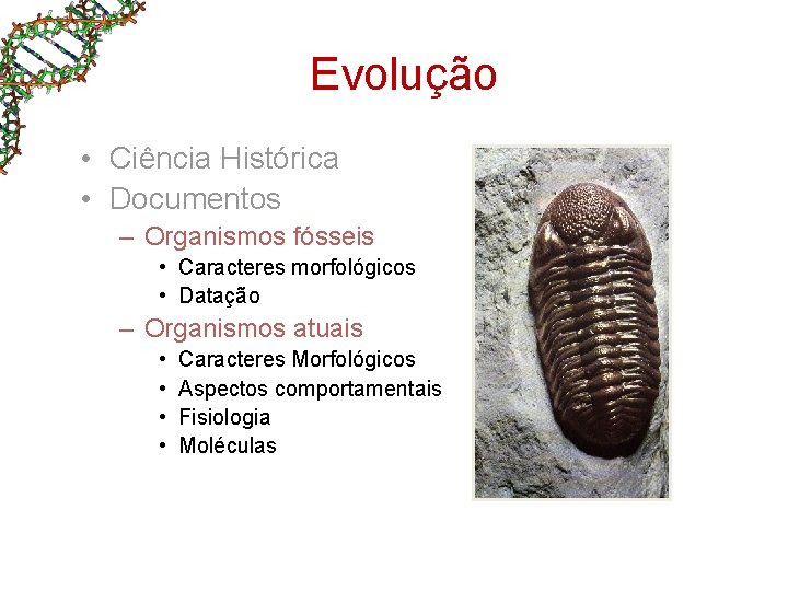 Evolução • Ciência Histórica • Documentos – Organismos fósseis • Caracteres morfológicos • Datação