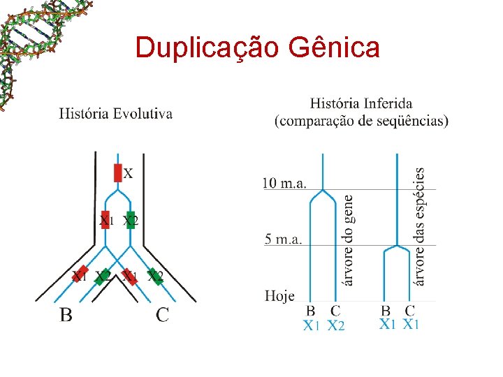 Duplicação Gênica 