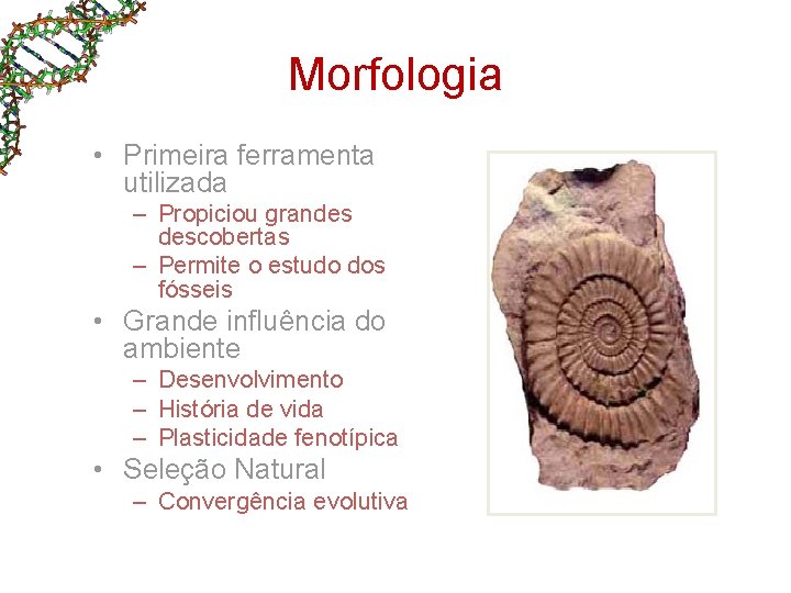 Morfologia • Primeira ferramenta utilizada – Propiciou grandes descobertas – Permite o estudo dos