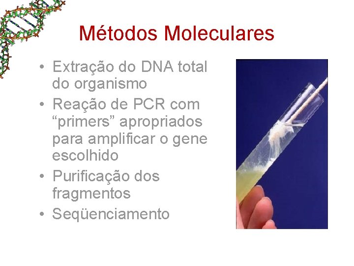 Métodos Moleculares • Extração do DNA total do organismo • Reação de PCR com