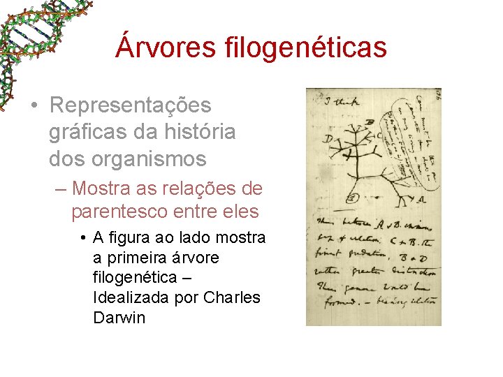 Árvores filogenéticas • Representações gráficas da história dos organismos – Mostra as relações de