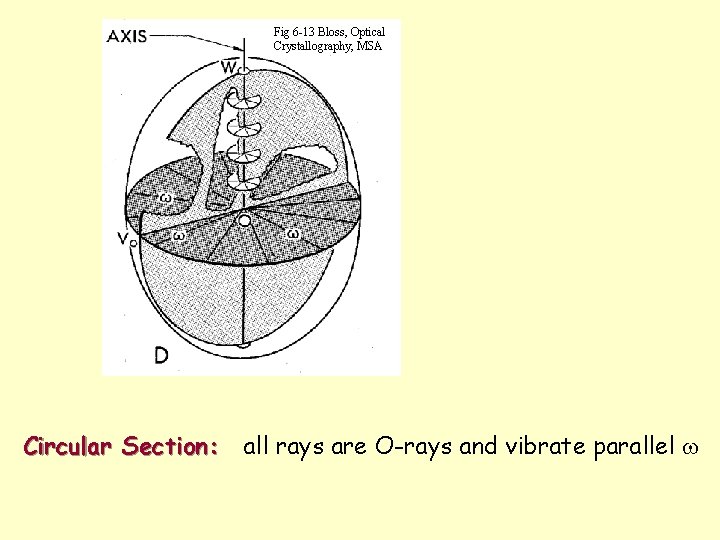 Fig 6 -13 Bloss, Optical Crystallography, MSA Circular Section: all rays are O-rays and Fig 6 -13 Bloss, Optical Crystallography, MSA Circular Section: all rays are O-rays and