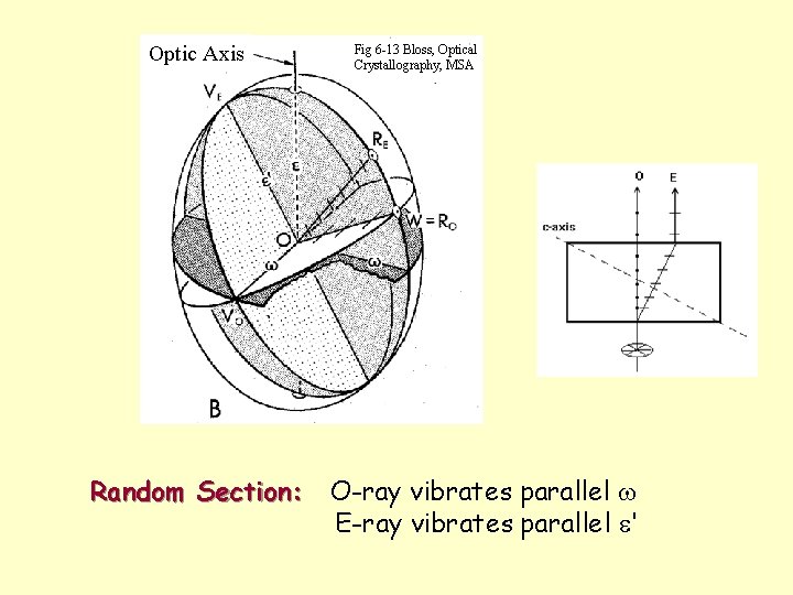 Optic Axis Fig 6 -13 Bloss, Optical Crystallography, MSA Random Section: O-ray vibrates parallel Optic Axis Fig 6 -13 Bloss, Optical Crystallography, MSA Random Section: O-ray vibrates parallel