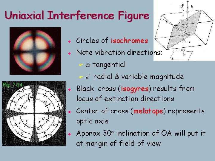 Uniaxial Interference Figure Fig. 7 -14 l Circles of isochromes l Note vibration directions: Uniaxial Interference Figure Fig. 7 -14 l Circles of isochromes l Note vibration directions: