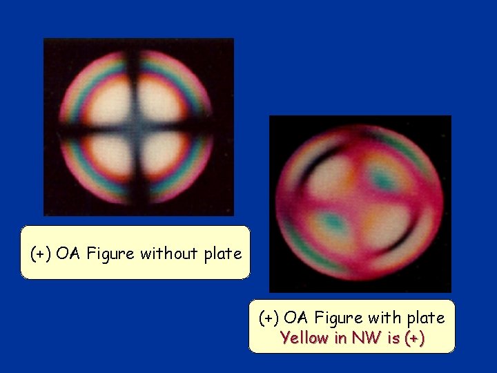 (+) OA Figure without plate (+) OA Figure with plate Yellow in NW is (+) OA Figure without plate (+) OA Figure with plate Yellow in NW is