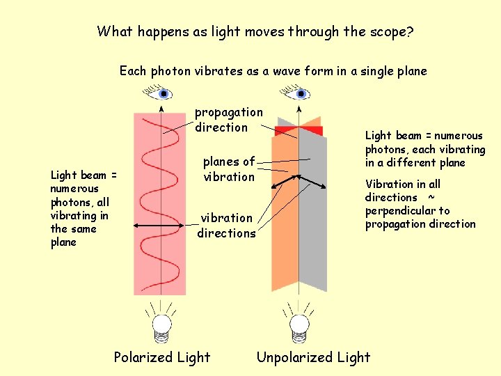 What happens as light moves through the scope? Each photon vibrates as a wave What happens as light moves through the scope? Each photon vibrates as a wave