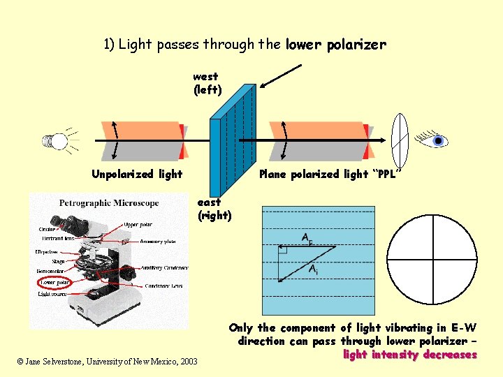 1) Light passes through the lower polarizer west (left) Unpolarized light Plane polarized light 1) Light passes through the lower polarizer west (left) Unpolarized light Plane polarized light