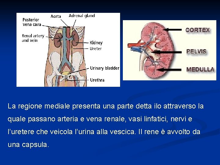 La regione mediale presenta una parte detta ilo attraverso la quale passano arteria e