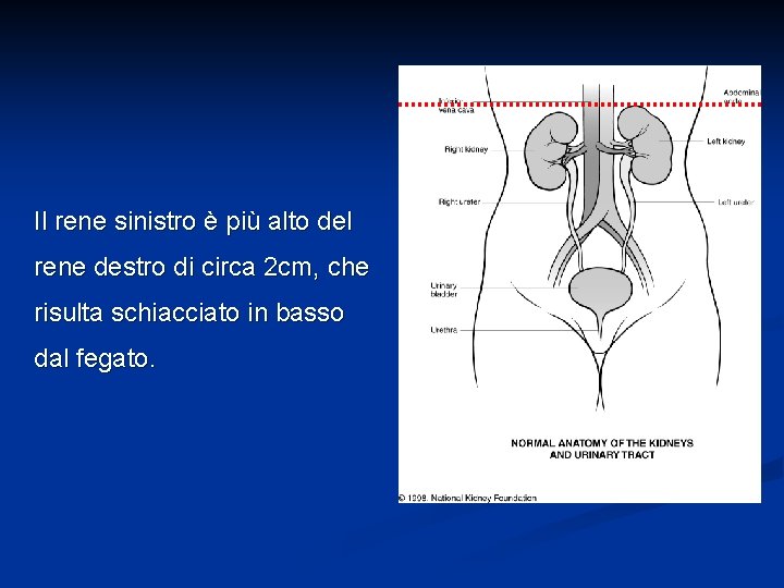 Il rene sinistro è più alto del rene destro di circa 2 cm, che