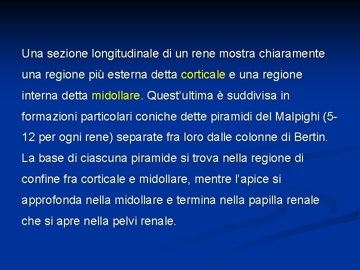 Una sezione longitudinale di un rene mostra chiaramente una regione più esterna detta corticale