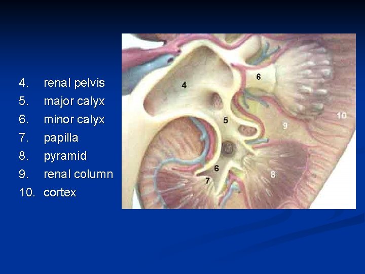 4. 5. 6. 7. renal pelvis major calyx minor calyx papilla 8. pyramid 9.