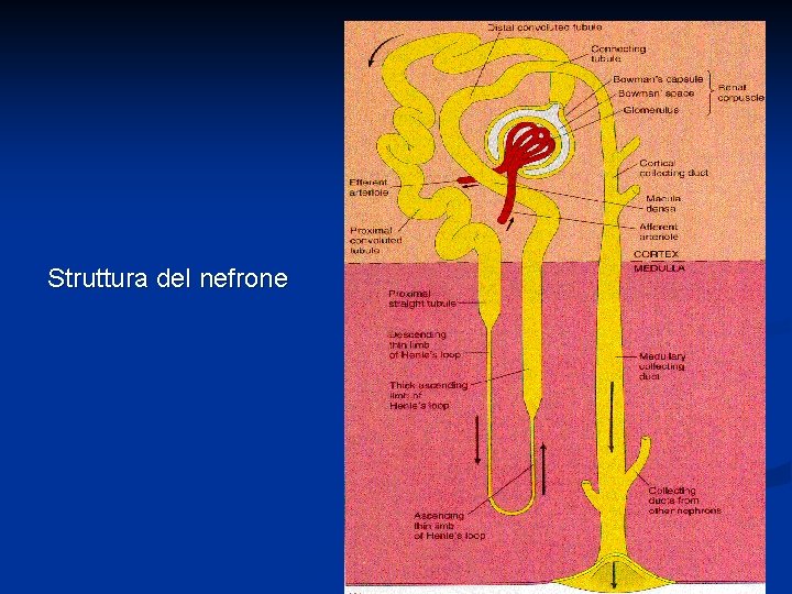 Struttura del nefrone 