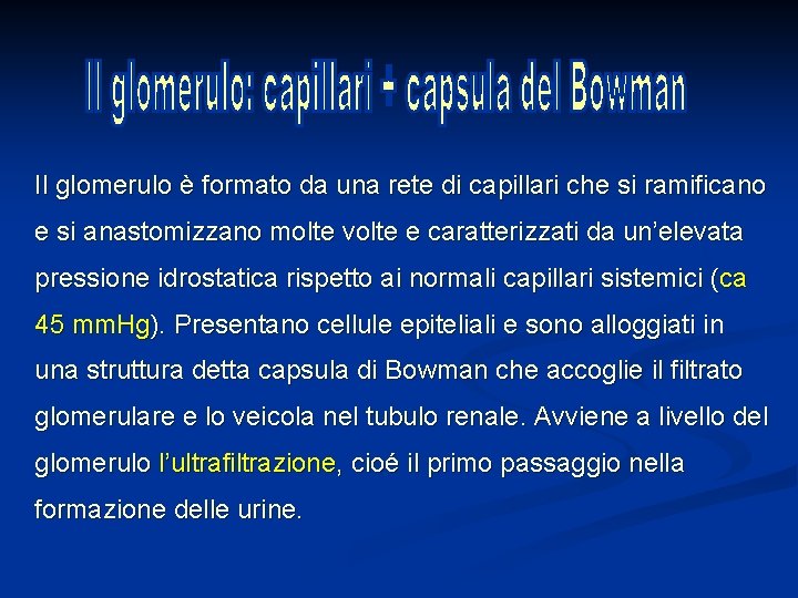 Il glomerulo è formato da una rete di capillari che si ramificano e si